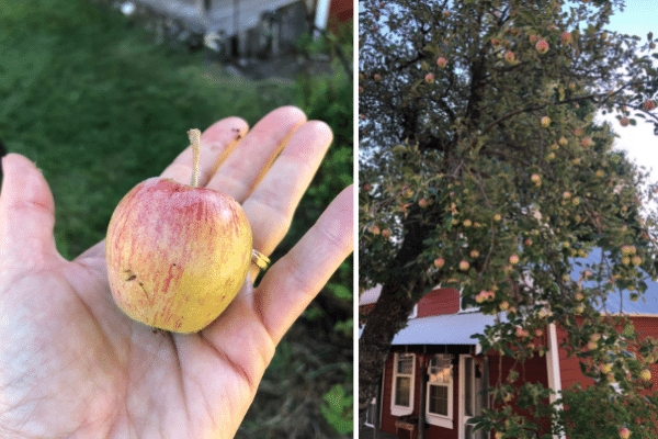 Natural Organic Apple