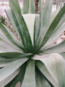 Agave Plant